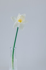 Obraz premium Beautiful white daffodil (narcissus flower) in a vase. Minimal concept.