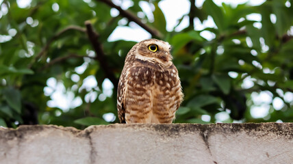 Owl on the wall