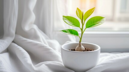 Young green plant sprouting from a bulb in a white ceramic pot on a linen backdrop
