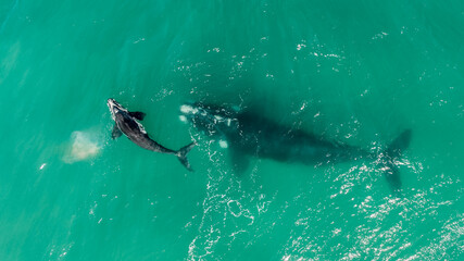 A whale of a time - 12