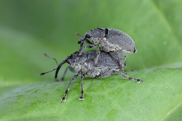 A cabbage stem weevil called also cabbage seedstalk curculio, Ceutorhynchus pallidactylus (synonym quadridens). Male and female.