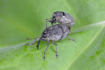 A cabbage stem weevil called also cabbage seedstalk curculio, Ceutorhynchus pallidactylus (synonym...