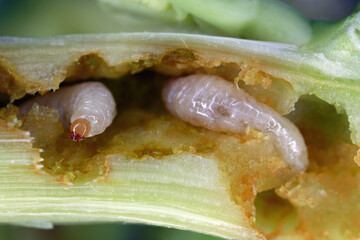 A cabbage stem weevil called also cabbage seedstalk curculio, Ceutorhynchus pallidactylus (synonym quadridens). Larvae inside the rapeseed stalk. © Tomasz