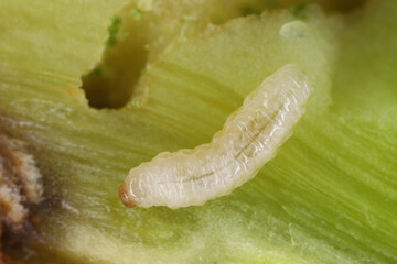 Rotten cucumber on yellow background. Global hunger problem. Over consumption concept. 