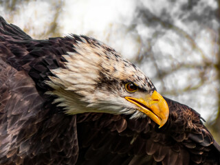 Strong bald eagle, head close-up for a portrait with its head, eye, beak, white crown with a blur background. Image. Picture. Portrait