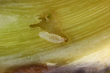 A cabbage stem weevil called also cabbage seedstalk curculio, Ceutorhynchus pallidactylus (synonym quadridens). Young larva inside the rapeseed stalk. © Tomasz