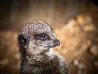 Cute meerkat watching over its enclosure from a rock. (Suricata suricatta) in its natural habitat.