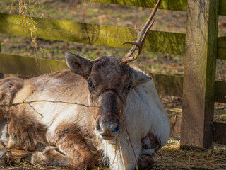 Reindeer in the autumn forest. Portrait of a majestic powerful adult red deer deer in the autumn...