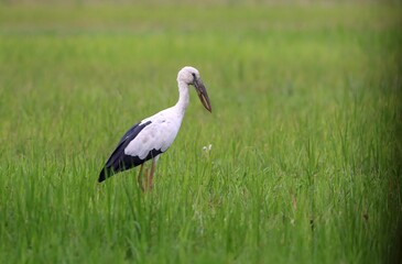 Asian openbill or Asian openbill stork is a large wading bird in the stork family Ciconiidae.