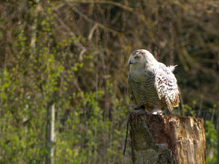 Snowy owl. Close up of snowy owl (Bubo scandiacus). Snowy owl (Bubo scandiacus), also known as polar owl, white owl and Arctic owl. A threatened species native to the Arctic regions