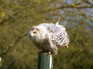 Snowy owl. Close up of snowy owl (Bubo scandiacus). Snowy owl (Bubo scandiacus), also known as...