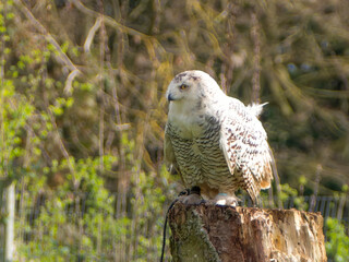 Snowy owl. Close up of snowy owl (Bubo scandiacus). Snowy owl (Bubo scandiacus), also known as polar owl, white owl and Arctic owl. A threatened species native to the Arctic regions