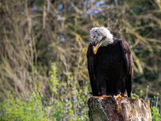 Strong bald eagle, head close-up for a portrait with its head, eye, beak, white crown with a blur background. Image. Picture. Portrait