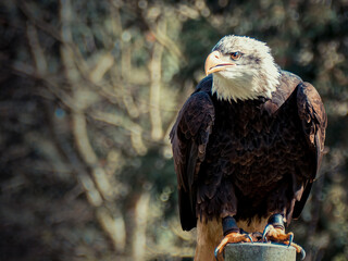 Strong bald eagle, head close-up for a portrait with its head, eye, beak, white crown with a blur background. Image. Picture. Portrait