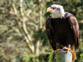 Strong bald eagle, head close-up for a portrait with its head, eye, beak, white crown with a blur background. Image. Picture. Portrait