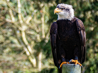 Strong bald eagle, head close-up for a portrait with its head, eye, beak, white crown with a blur background. Image. Picture. Portrait