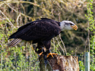 Strong bald eagle, head close-up for a portrait with its head, eye, beak, white crown with a blur background. Image. Picture. Portrait