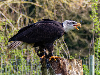 Strong bald eagle, head close-up for a portrait with its head, eye, beak, white crown with a blur background. Image. Picture. Portrait