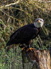 Strong bald eagle, head close-up for a portrait with its head, eye, beak, white crown with a blur background. Image. Picture. Portrait