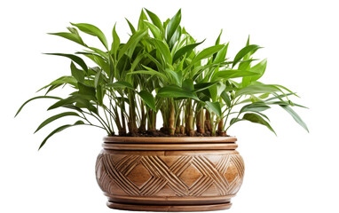 A potted plant with vibrant green leaves basking in the sunlight