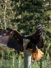 Strong bald eagle, head close-up for a portrait with its head, eye, beak, white crown with a blur background. Image. Picture. Portrait