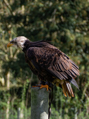 Strong bald eagle, head close-up for a portrait with its head, eye, beak, white crown with a blur background. Image. Picture. Portrait