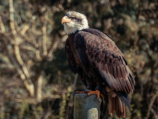 Strong bald eagle, head close-up for a portrait with its head, eye, beak, white crown with a blur background. Image. Picture. Portrait