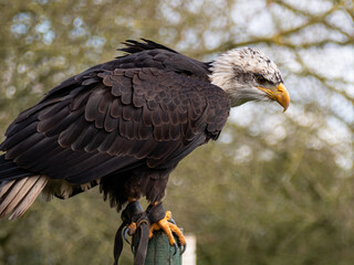 Strong bald eagle, head close-up for a portrait with its head, eye, beak, white crown with a blur background. Image. Picture. Portrait
