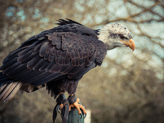 Strong bald eagle, head close-up for a portrait with its head, eye, beak, white crown with a blur background. Image. Picture. Portrait