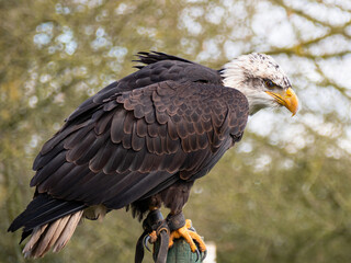 Strong bald eagle, head close-up for a portrait with its head, eye, beak, white crown with a blur background. Image. Picture. Portrait