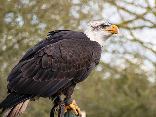 Strong bald eagle, head close-up for a portrait with its head, eye, beak, white crown with a blur background. Image. Picture. Portrait