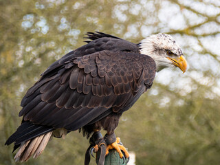 Strong bald eagle, head close-up for a portrait with its head, eye, beak, white crown with a blur background. Image. Picture. Portrait