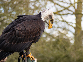 Strong bald eagle, head close-up for a portrait with its head, eye, beak, white crown with a blur background. Image. Picture. Portrait