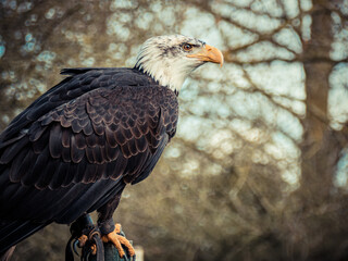 Strong bald eagle, head close-up for a portrait with its head, eye, beak, white crown with a blur background. Image. Picture. Portrait
