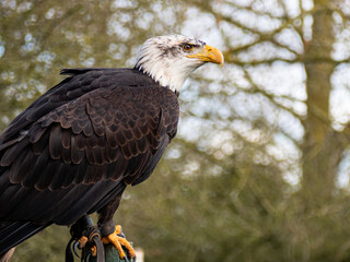 Strong bald eagle, head close-up for a portrait with its head, eye, beak, white crown with a blur background. Image. Picture. Portrait