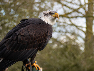 Strong bald eagle, head close-up for a portrait with its head, eye, beak, white crown with a blur background. Image. Picture. Portrait