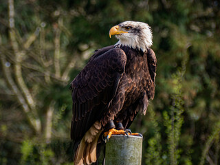 Fototapeta premium Strong bald eagle, head close-up for a portrait with its head, eye, beak, white crown with a blur background. Image. Picture. Portrait