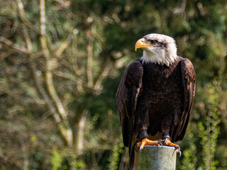 Strong bald eagle, head close-up for a portrait with its head, eye, beak, white crown with a blur background. Image. Picture. Portrait