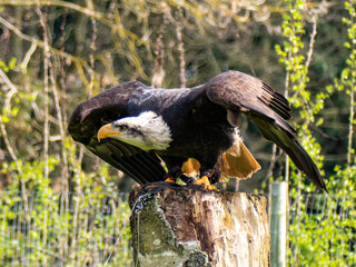 Strong bald eagle, head close-up for a portrait with its head, eye, beak, white crown with a blur background. Image. Picture. Portrait