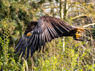 Strong bald eagle, head close-up for a portrait with its head, eye, beak, white crown with a blur background. Image. Picture. Portrait