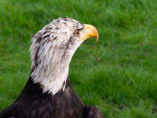 Strong bald eagle, head close-up for a portrait with its head, eye, beak, white crown with a blur background. Image. Picture. Portrait