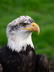 Strong bald eagle, head close-up for a portrait with its head, eye, beak, white crown with a blur background. Image. Picture. Portrait