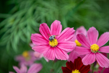 Obraz premium Bee on Flower