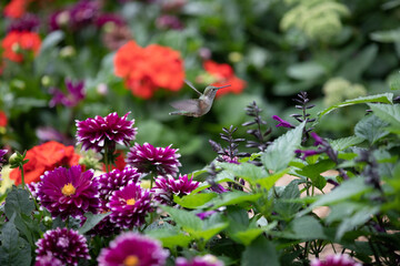 Obraz premium Hummingbird in Flowers