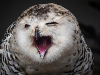 Snowy owl. Close up of snowy owl (Bubo scandiacus). Snowy owl (Bubo scandiacus), also known as...