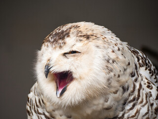 Snowy owl. Close up of snowy owl (Bubo scandiacus). Snowy owl (Bubo scandiacus), also known as...