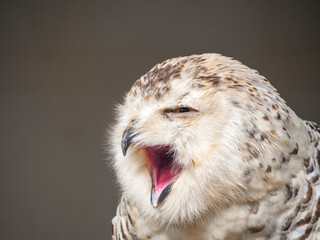 Snowy owl. Close up of snowy owl (Bubo scandiacus). Snowy owl (Bubo scandiacus), also known as...