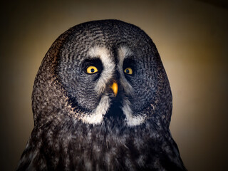 Great grey owl, strix nebulosa, is an owl, which is the world's largest species of owl. portrait