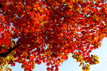 Autumn tree of the Far Eastern maple.