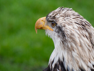 Strong bald eagle, head close-up for a portrait with its head, eye, beak, white crown with a blur background. Image. Picture. Portrait